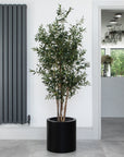 Artificial Olive Tree in Black Planter