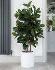 Artificial Fiddle Leaf Fig Tree in White Round Planter – Tall Faux Indoor Plant