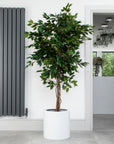 Artificial Ficus Tree in White Round Planter – Tall Faux Indoor Ficus Plant