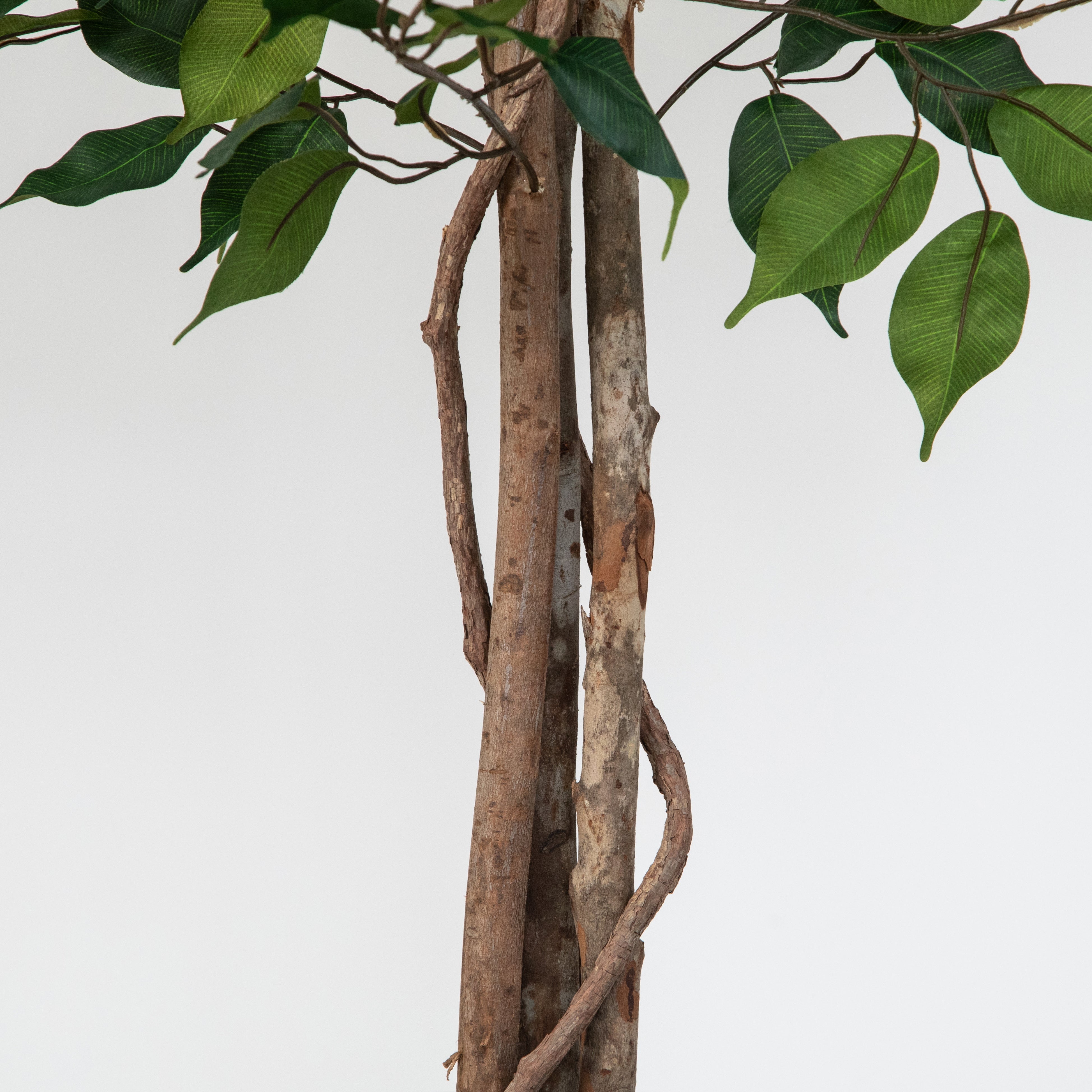 Artificial Ficus Tree in White Round Planter – Tall Faux Indoor Ficus Plant