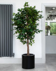 Artificial Ficus Tree in Black Round Planter – Tall Faux Indoor Ficus Plant